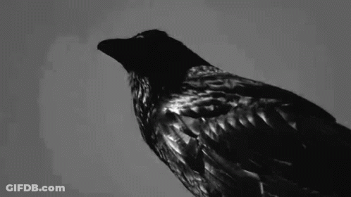 Black Bird With Long Beak Looking At Camera GIF