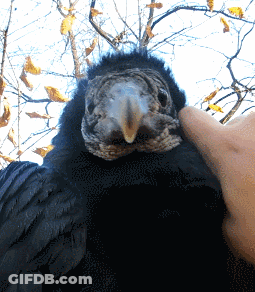 Black Bird With Yellow Beak Being Petted GIF