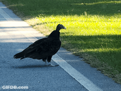 Black Bird With Yellow Beak Walking On Road GIF