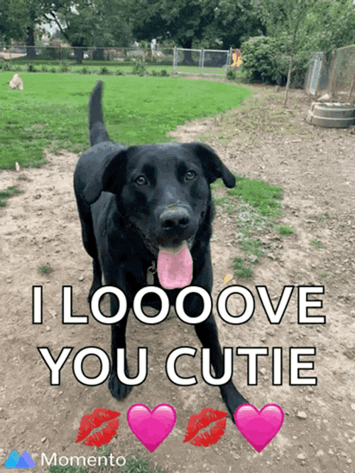Black Blacklab GIF