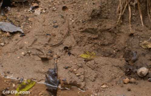 Black Boot In Dirt GIF