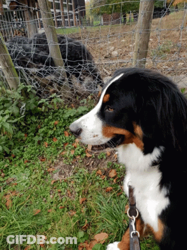 Black Brown And White Dog Standing In Grass GIF