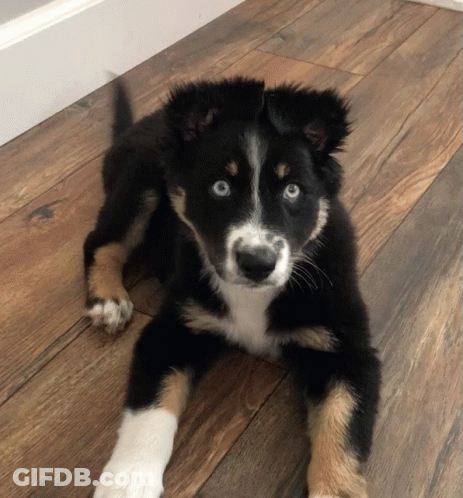 Black Brown And White Puppy With Blue Eyes Laying On Wooden Floor GIF