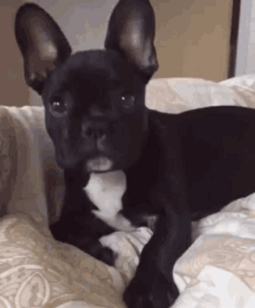 Black Bulldog Laying Down GIF