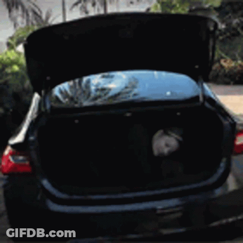 Black Car With Trunk Open And Dog In Back GIF