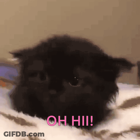 Black Cat Against Blue Background GIF