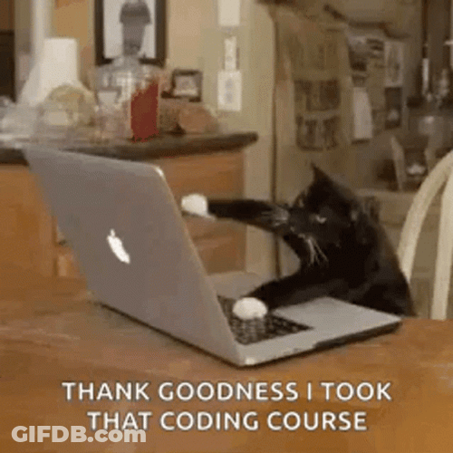 Black Cat  Aggressive Typing GIF