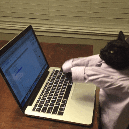 Black Cat Aggressive Typing GIF