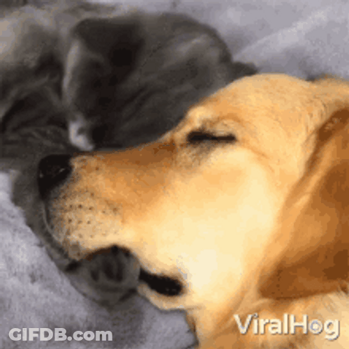 Black Cat And Dog Hug GIF