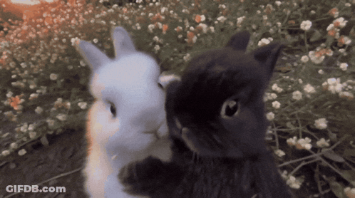 Black Cat And White Rabbit Hugging In Flowers GIF