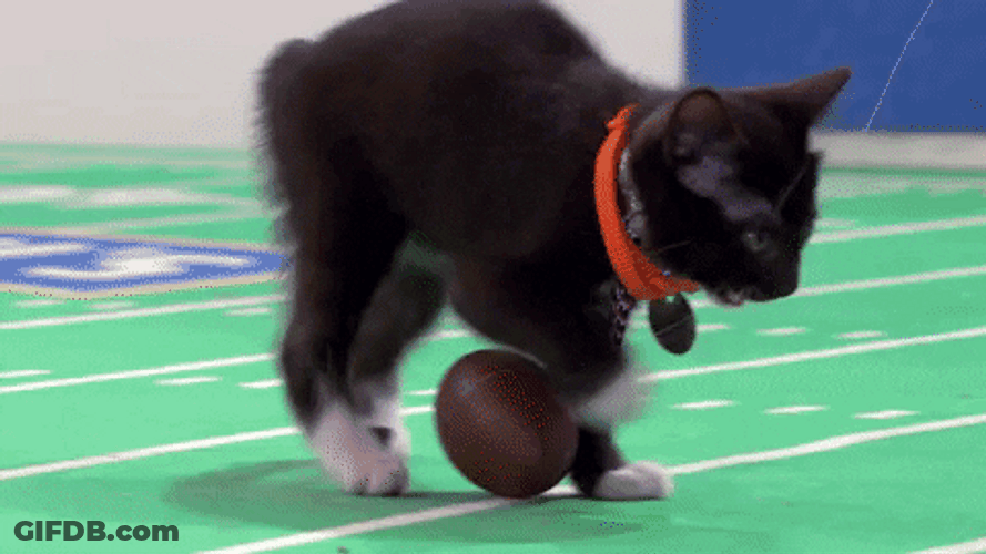 Black Cat Ball Game GIF