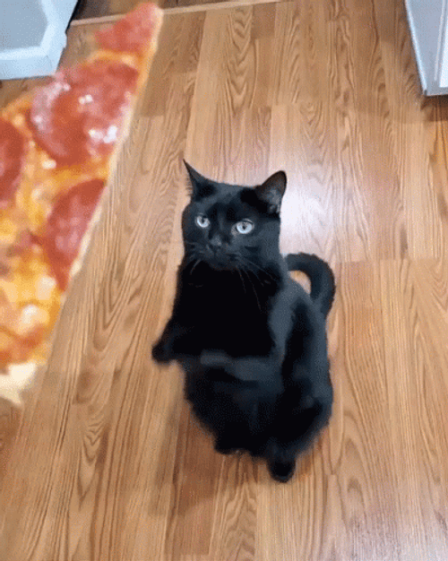 Black Cat Begging Pizza GIF