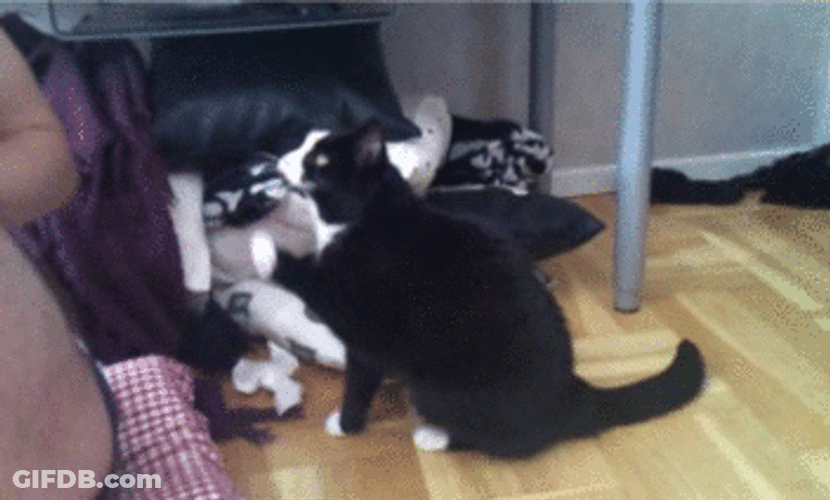 Black Cat Begging GIF