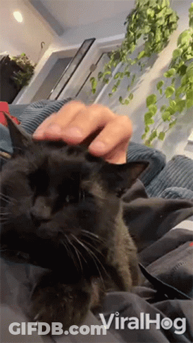 Black Cat Being Petted GIF