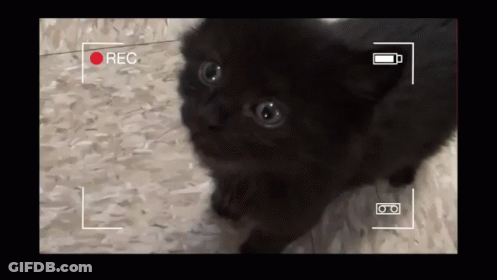 Black Cat Being Recorded On Video Camera With Red Rec Button GIF