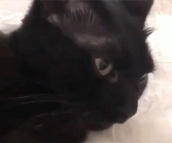 Black Cat Blep Tongue GIF