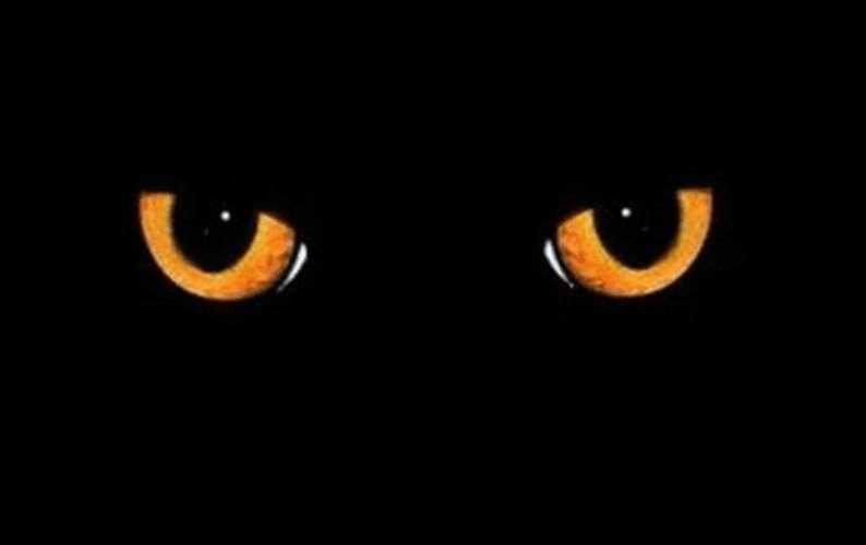 Black Cat Blinking GIF