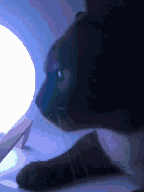 Black Cat Bobbing Head Dancing Disco Club GIF