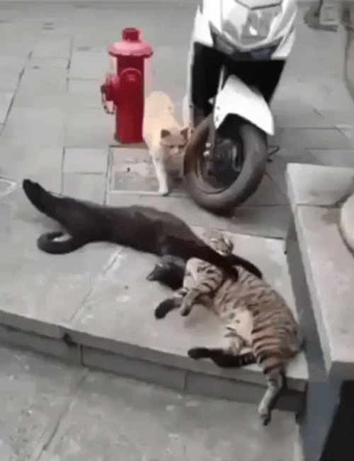 Black Cat Cheating On Its Wife GIF