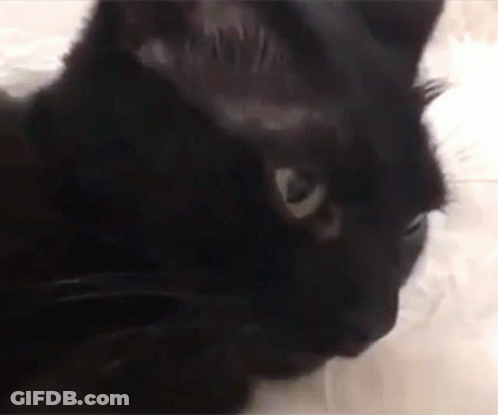 Black Cat Close Up GIF