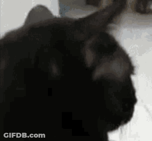 Black Cat Close Up Looking At Camera GIF