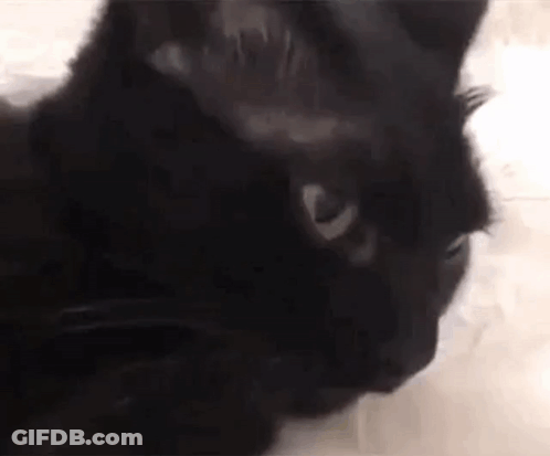 Black Cat Close Up With White Eyes GIF