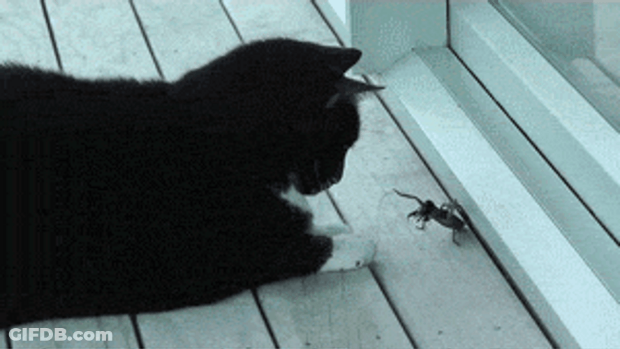 Black Cat Come At Me Bro GIF