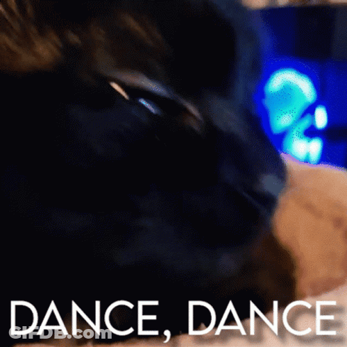 Black Cat Dancing Meme GIF