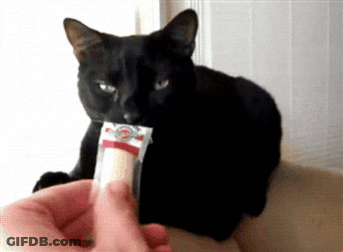 Black Cat Disgusted From Smelly Couch GIF