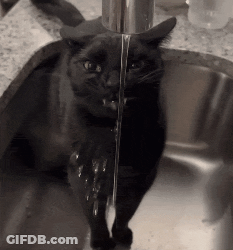 Black Cat Drinking From Faucet GIF