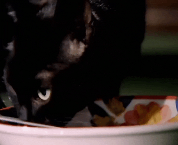 Black Cat Drinking Milk GIF