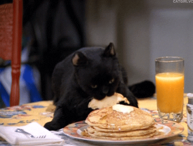 Black Cat Eating Breakfast GIF