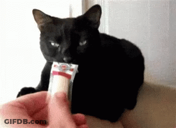 Black Cat Eating Cheese GIF