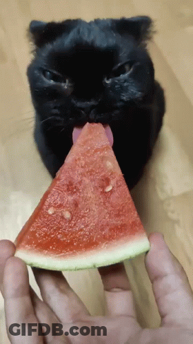 Black Cat Eating Watermelon With Tongue Out GIF
