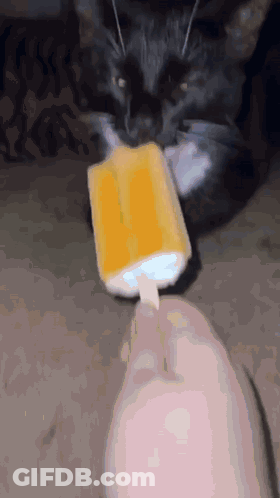 Black Cat Eating Yellow Popsicle From Hand GIF