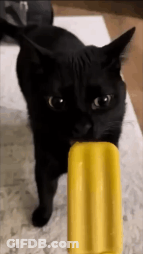 Black Cat Eating Yellow Popsicle GIF