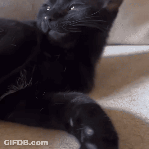 Black Cat Face And Paw GIF