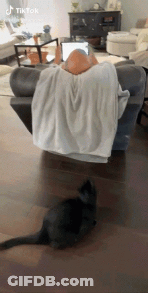Black Cat Fail GIF