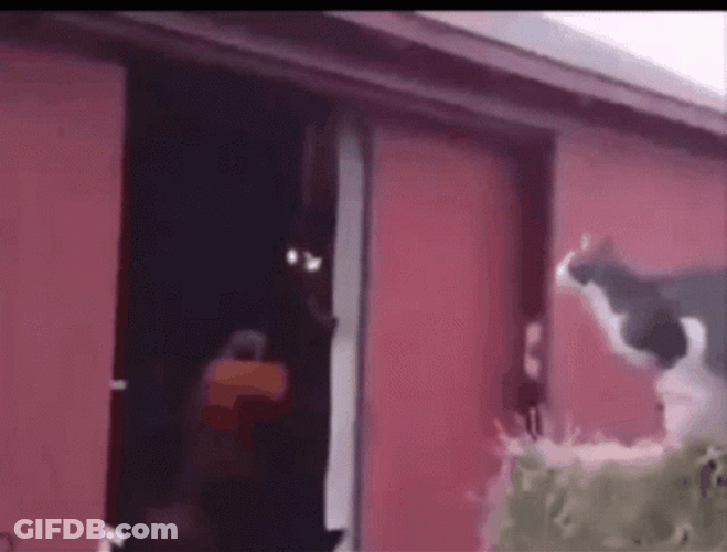 Black Cat Fail Jump GIF