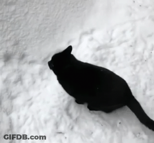 Black Cat Fail Jump On The Snow GIF