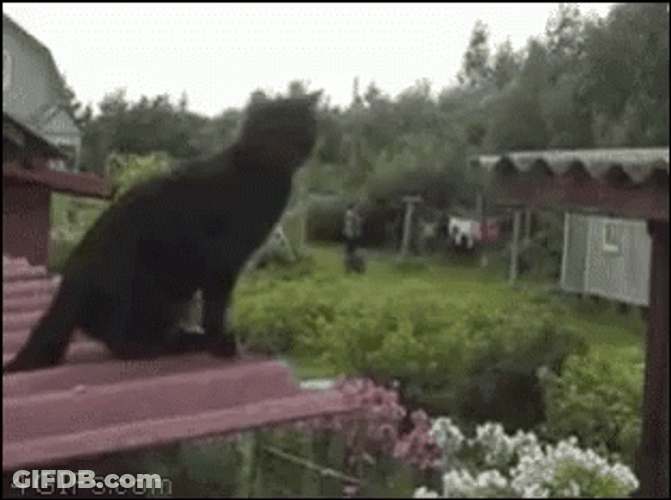 Black Cat Fail To Jump To Another Roof GIF