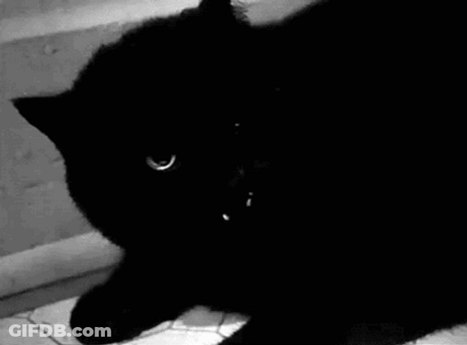 Black Cat Fangs GIF
