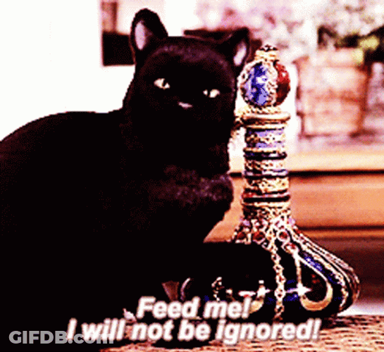 Black Cat Feed Me GIF