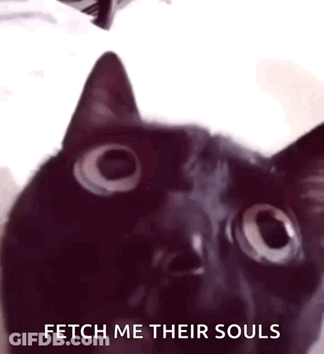 Black Cat Fetch Me Their Souls GIF