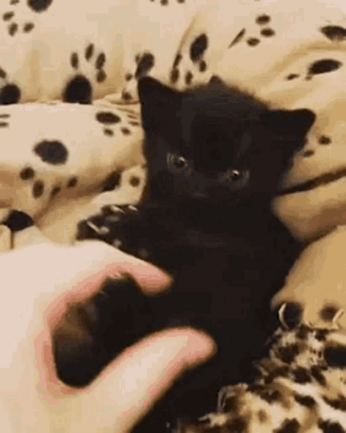 Black Cat Filing Nails Claws Open GIF