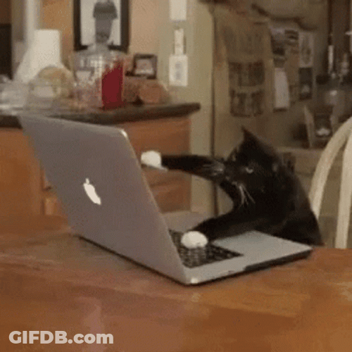 Black Cat Funny Typing Fast GIF