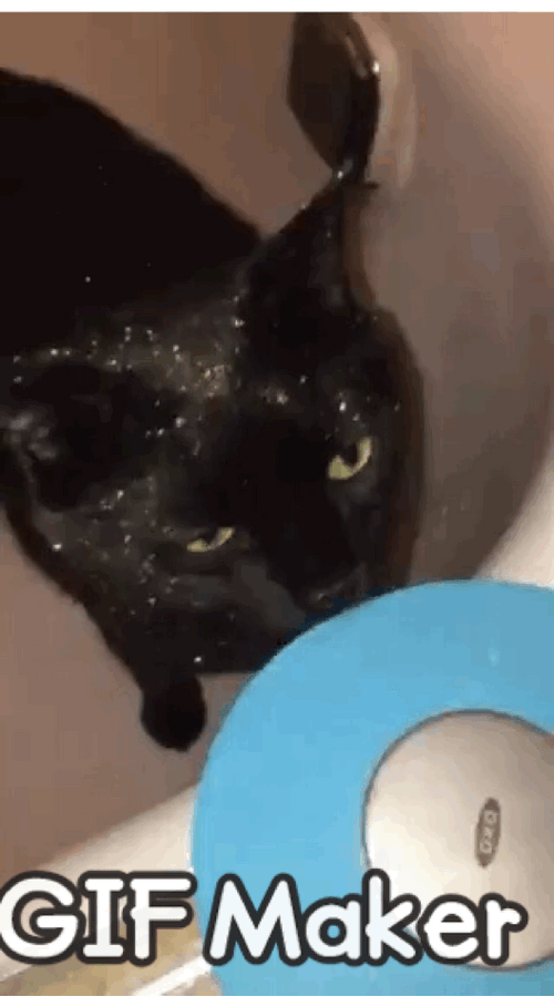 Black Cat Fur Glitter GIF