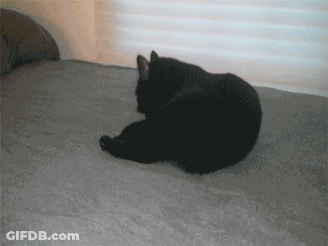 Black Cat Getting Caught Reaction GIF