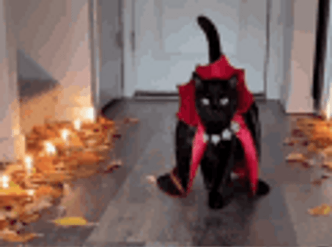 Black Cat Halloween Costume Catwalk GIF