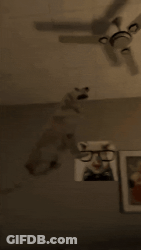 Black Cat Hanging From Ceiling Fan GIF